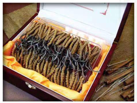 江门冬虫夏草回收